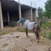 اسب|اسب و تجهیزات اسب‌سواری|کجور, |دیوار