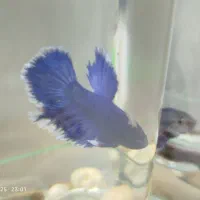 ماهی فایتر|ماهی|اصفهان, بهارانچی|دیوار