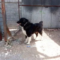 سگ قدریجونی