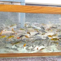 ماهی کوی نژاد|ماهی|قم, نخودی|دیوار