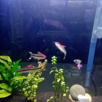 آکواریوم|ماهی|قم, کلهری|دیوار