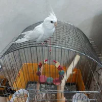 عروس هلندی آلبینو|پرنده|جهرم, |دیوار