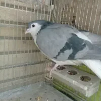 بدرنگ دمگیر خرقه عشق بازی کبوتر