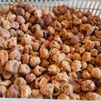 انجیر بومی