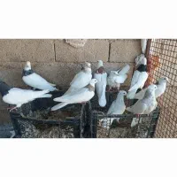 طوقی|پرنده|شوشتر, |دیوار