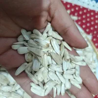 حراج مغز گردو فقط 350تومان تولید به مصرف|خوردنی و آشامیدنی|فشاپویه, |دیوار