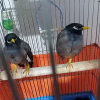 2 عدد مرغ مینا سخنگو دونی 3 تومن