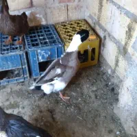 ۲ عدد اردک نر صحیح و سالم