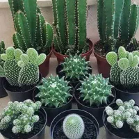 کلیه ی خدمات فضای سبز بابیش ازده سال تجربه|خدمات باغبانی و درختکاری|شیراز, باغ تخت|دیوار