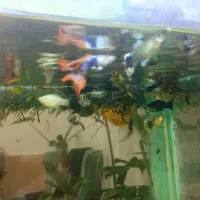 ماهی|ماهی|تربت‌حیدریه, سرمحله|دیوار