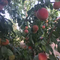 فروش خانه باغ فول مبله|فروش خانه و ویلا|سیاخ دارنگون, |دیوار