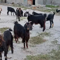 فروش بز خورموج