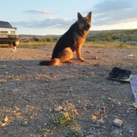 واگذاری توله ژرمن و مالینویز