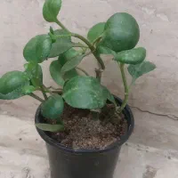 گل و گلدان|گل و گیاه طبیعی|تهران, آزادشهر|دیوار