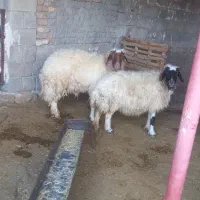 یه عدد شک ورن ۳شیره ویکعدد شک|حیوانات مزرعه|آبدانان, |دیوار