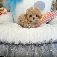 پودل مالتیز مالتیپو مینیاتوری|سگ|تهران, منیریه|دیوار