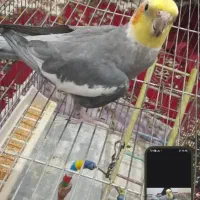 عروس هلندی سخنگو فول اهلی