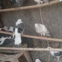 کبوتر