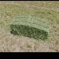 یونجه انباری درجه یک