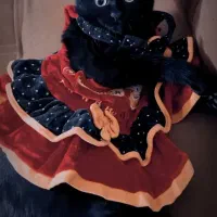 گربه ی گمشده|گربه|قم, انصارالحسین|دیوار