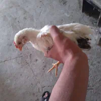 خروس گلین|حیوانات مزرعه|اصفهان, سروستان|دیوار