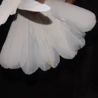 کبوتر|پرنده|تربتحیدریه, کاشانی|دیوار