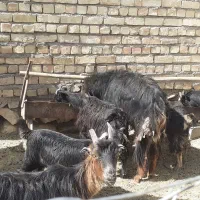 شیش عددبز ۴۰۰۰۰میلیون تومان|حیوانات مزرعه|وردشت, |دیوار