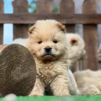 توله های چاوچاو|سگ|تهران, درکه|دیوار