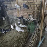 پرنده دوری دوری|پرنده|شوشتر, |دیوار