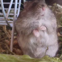 همستر|موش و خرگوش|کرج, گوهردشت|دیوار