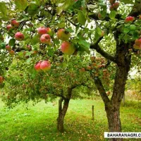 فروش باغ میوه درروستای احمد آباد