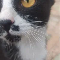 گربه تاکسیدو