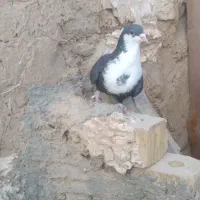 کفتر شهری وسبز دم سفید|پرنده|فسا, |دیوار