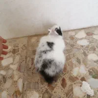 بچه خرگوش دورنگه خوشگل|موش و خرگوش|خورموج, |دیوار