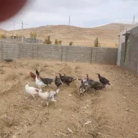 بوقلمون محلی|حیوانات مزرعه|چیتاب, |دیوار