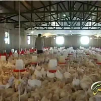 کارگر مرغداری سالندار مرغداری