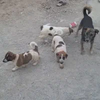 سگ اهلی