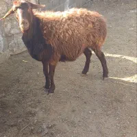 یک راس کاور افشاری|حیوانات مزرعه|تربت جام, کاریز نو سفلی|دیوار