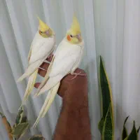 ۲تا عروس هلندی رام رام رام