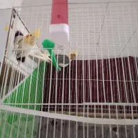 یک جفت عروس هلندی نرو ماده