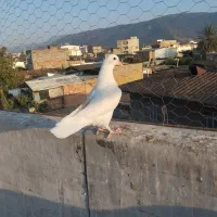 کبوتر دوبال|پرنده|دلند, |دیوار