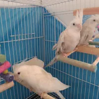 عروس هلندی مولد