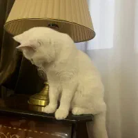 گربه بریتیش