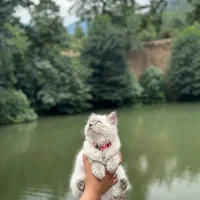 گربه پرشین|گربه|تربت جام, المهدی|دیوار