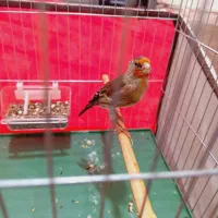 سهره قناری نر کرواتی