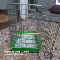 قفس پرنده عروس هلندی