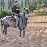 فروش‌نریون‌کرد‌.دره‌شور|اسب و تجهیزات اسب‌سواری|شاهرود, |دیوار