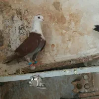 کفتر پرشی کلاغ کرواتی طوقی سینه سرخ دم ابلغ سار|پرنده|مشهد, طبرسی شمالی|دیوار
