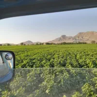 کاه لوبیا سفید درجه یک