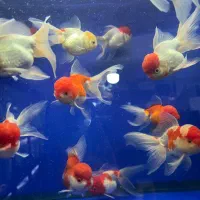 گلدفیش های اور سایز